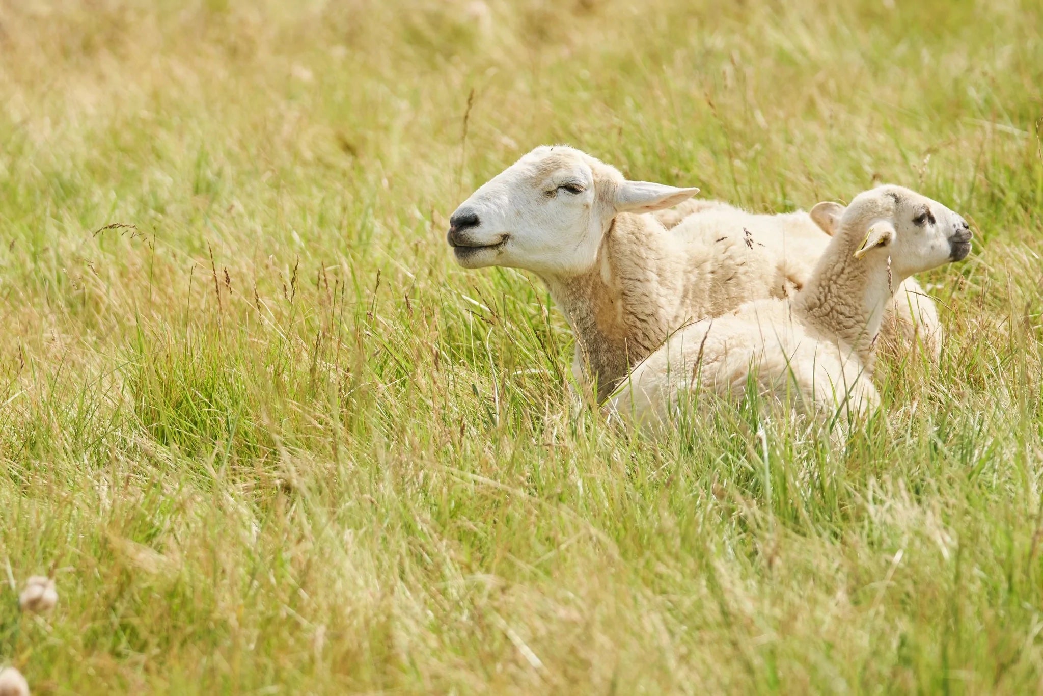 Sustainable Lamb from North 44 Farm