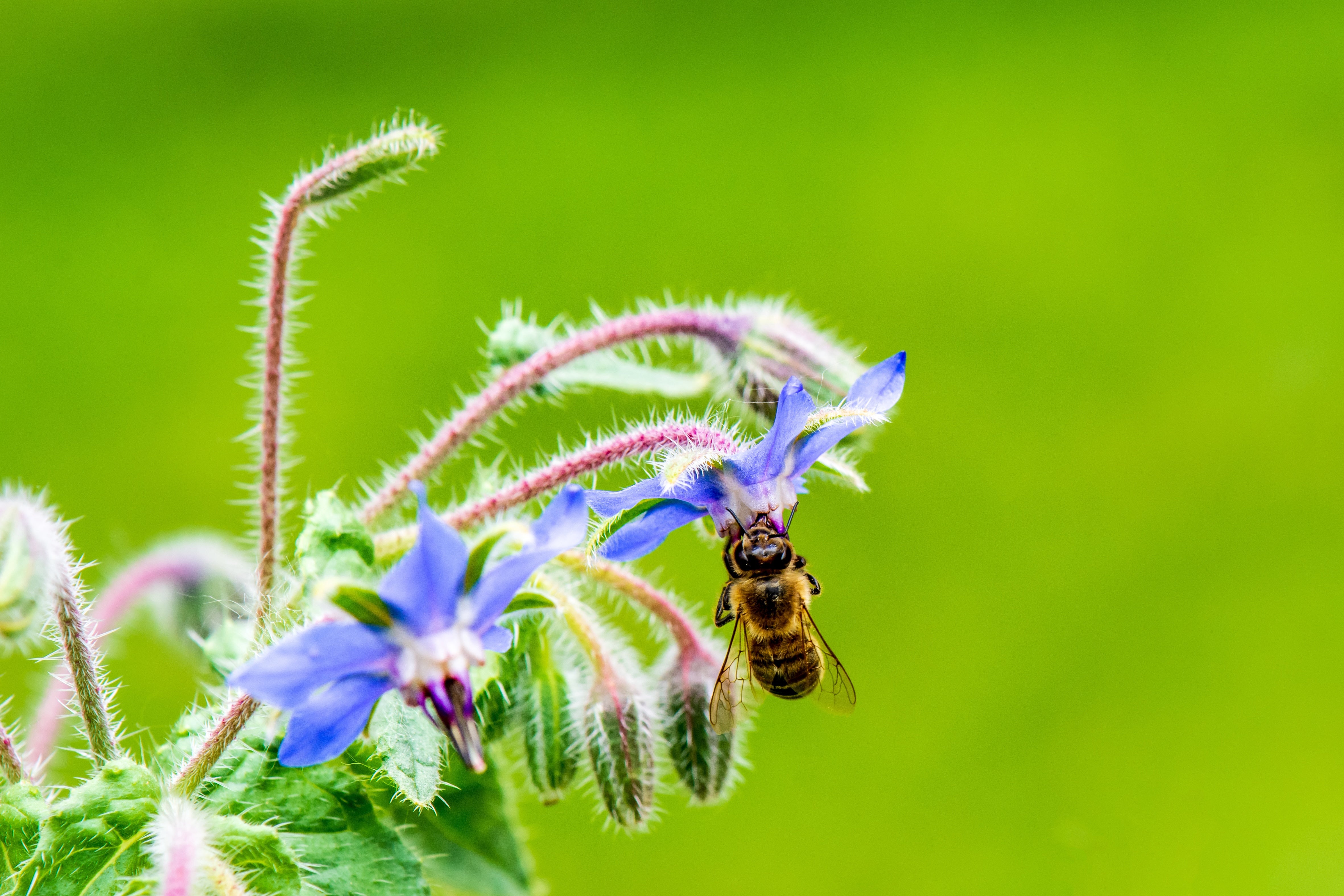 I love pollinators and so should you!