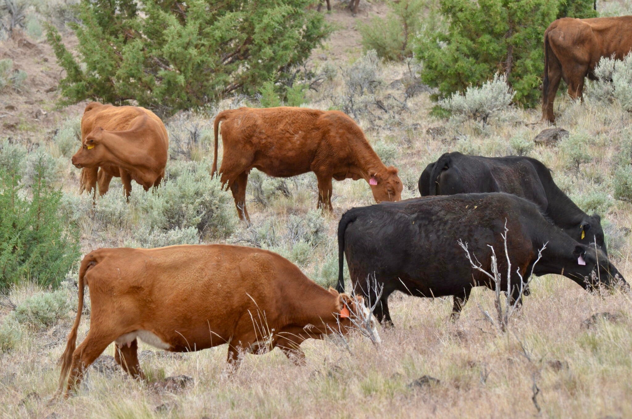 Roaring Springs Ranch